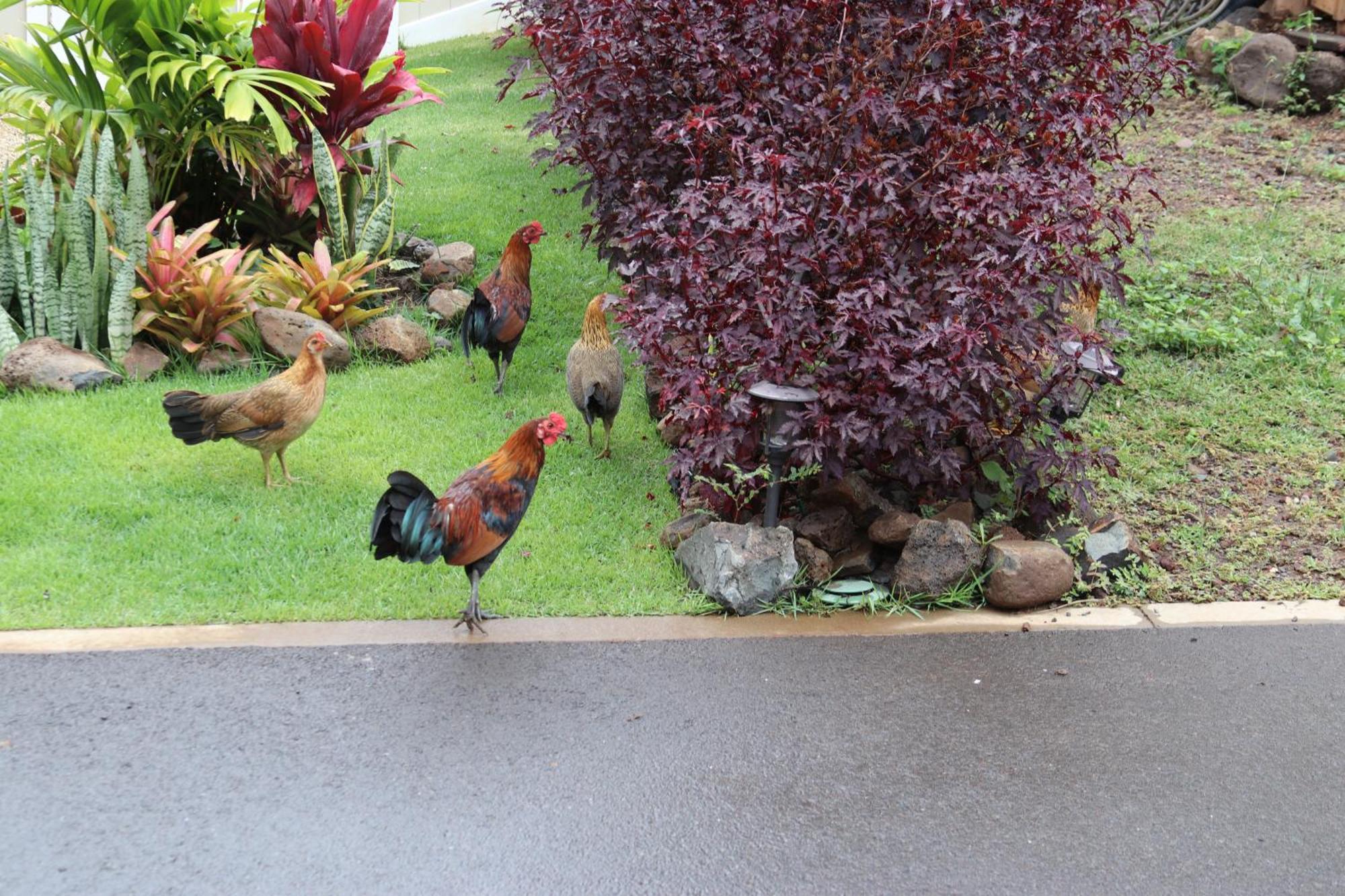 New 4 Bedroom Home With Ocean And Gorgeous Mountain Views In The Gated Community Of Mauna Olu Waianae ภายนอก รูปภาพ