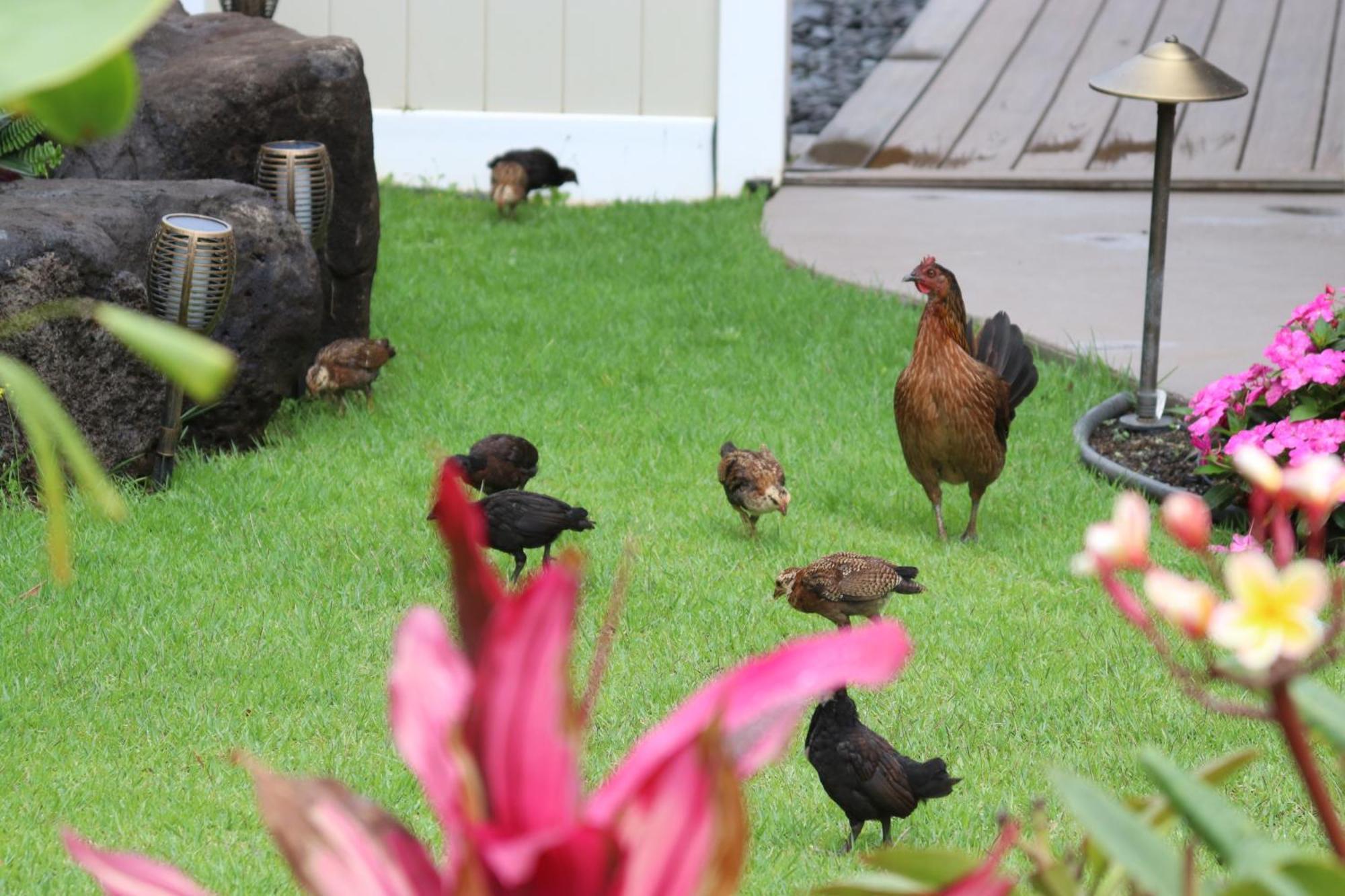 New 4 Bedroom Home With Ocean And Gorgeous Mountain Views In The Gated Community Of Mauna Olu Waianae ภายนอก รูปภาพ